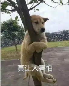 世界狂犬病日男孩被狗咬13天后去世,这些狂犬病知识你一定要知道 世界狂犬病日男孩被狗咬13天后去世,这些狂犬病知识你一定要知道