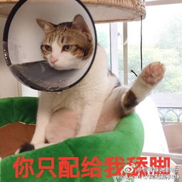 萌宠表情包第二集,请开始你们的表演