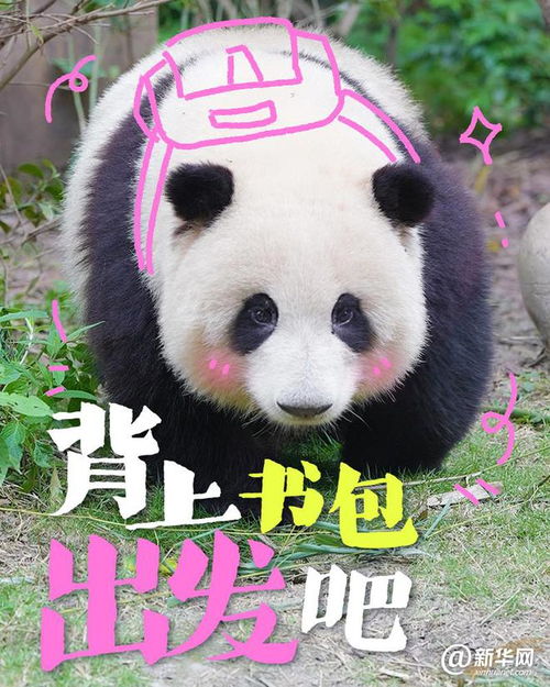  这些大熊猫是在演我开学吗