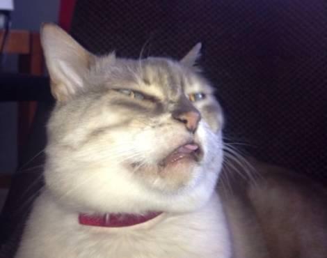  猫打喷嚏的瞬间,深刻诠释什么叫一脸懵逼状,哈哈哈...