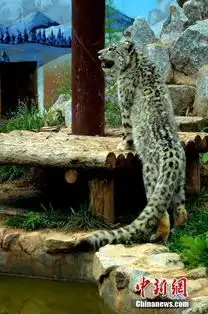 雪豹公主写真照镜头感十足 雪豹公主写真照镜头感十足