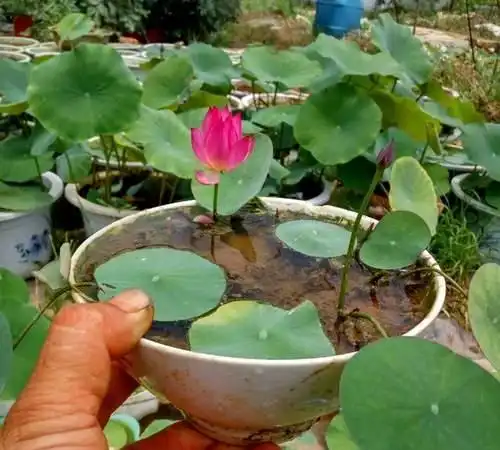 这3种植物就适合用碗养,种在家里的大海碗里,叶蹭长猛开花 这3种植物就适合用碗养,种在家里的大海碗里,叶蹭长猛开花