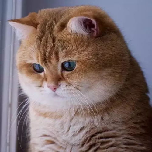 胖瘦表情包橘猫
