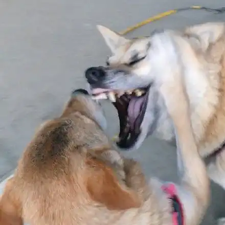 恶搞狗表情包搞笑 恶搞狗表情包搞笑