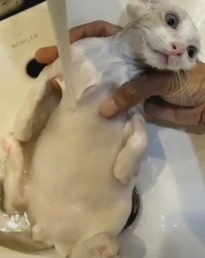  猫咪被主人抱着洗澡,一脸生无可恋,网友怕是一只废猫了