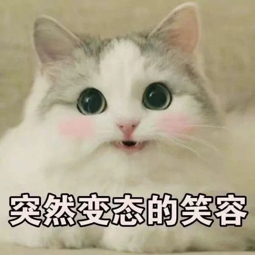  沈月王鹤棣菜寺场夫妇合体,却遭武艺横刀夺爱