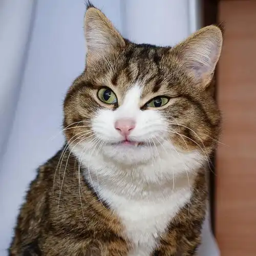  行走的表情包虎斑猫爆红,下半身瘫痪也挡不住它的卡哇伊