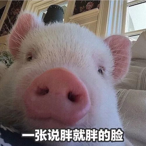 粉红色的猪表情包家猪
