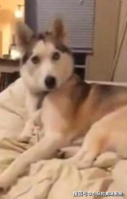  猫咪与狗狗同睡一张床,二哈突然给了猫咪一脚,下一秒的反应亮了