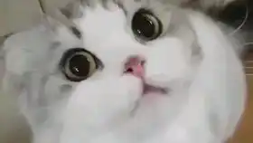 猫咪呕吐表情包小舌头