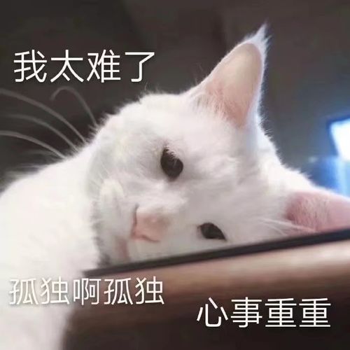  高频率使用的猫咪表情包第二期