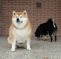 喂狗粮表情包柴犬