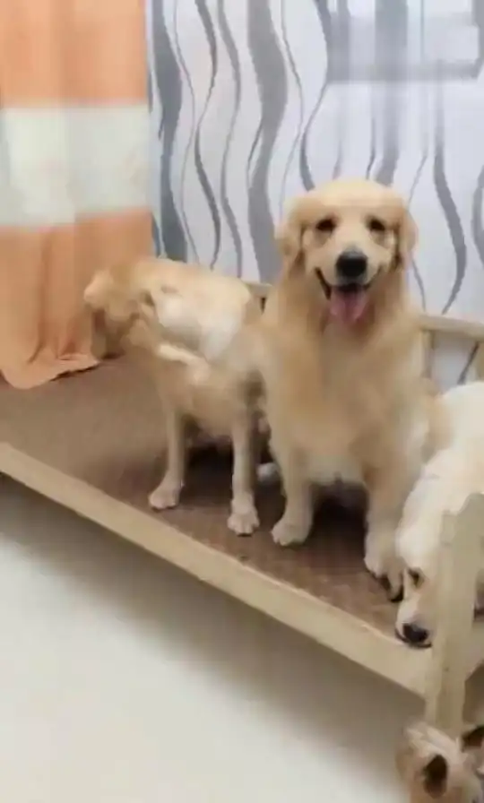 狗狗媳妇过生日,这个抠门的老公只给了一个拥抱 狗狗媳妇过生日,这个抠门的老公只给了一个拥抱