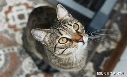 作为本土的狸花猫,为什么养的人不多原因可能有5点 作为本土的狸花猫,为什么养的人不多原因可能有5点