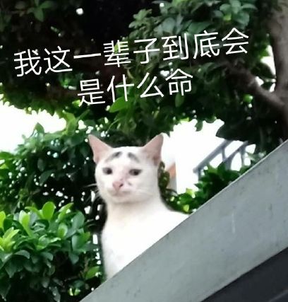 我寻思一只猫能有多丑看完后,我真吸不下去啊 我寻思一只猫能有多丑看完后,我真吸不下去啊