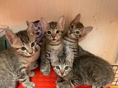 一脸忧郁的猫表情包母猫