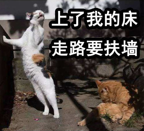  渣猫爱不爱表情包猫咪与渣女表情包真是绝配啊