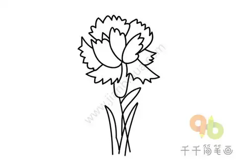  简单易学康乃馨简笔画图片大全