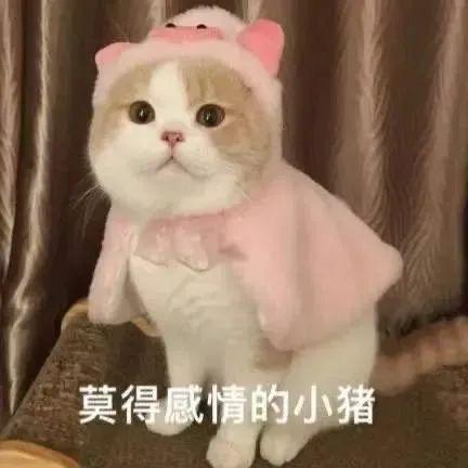  我这么可爱当然要过六一儿童节啦丨第408期喵表情包