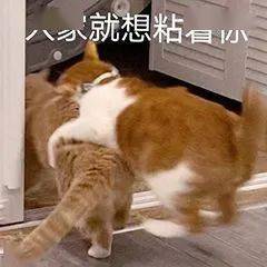  跟你超配的沙雕表情包