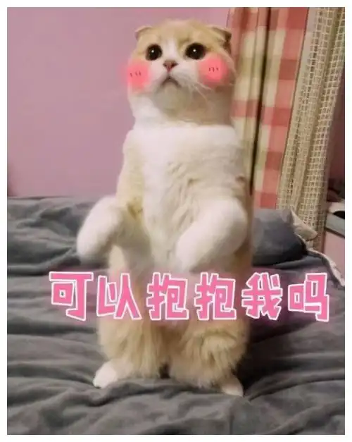 可爱喵咪表情包搞笑段子