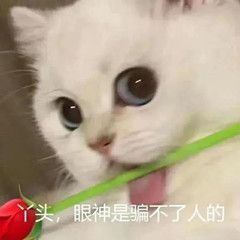  表情包丫头,眼神是骗不了人的