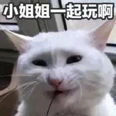  猫在吗给我骑一下嘿嘿