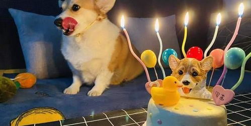  柯基犬一生的5大梦想,你帮它实现了吗