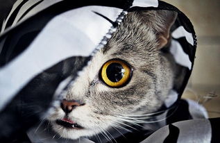  爱因斯坦猫咪吐舌惹人怜爱