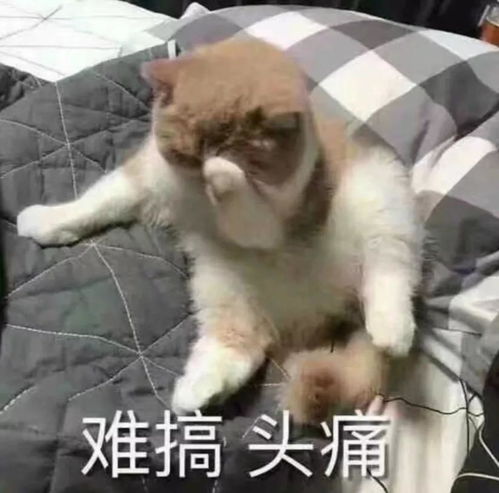  一文读懂国内普通本科如何转学去海外名校