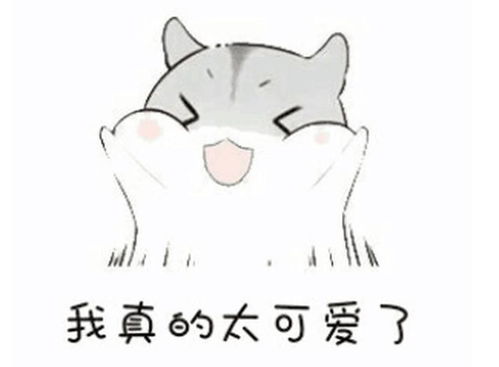  仓鼠真的适合当宠物吗