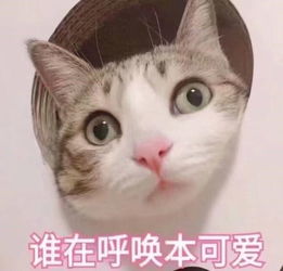 卖萌表情包动漫吸猫