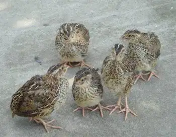 肥西县一对残疾兄弟靠养殖鹌鹑年收入20多万元 肥西县一对残疾兄弟靠养殖鹌鹑年收入20多万元