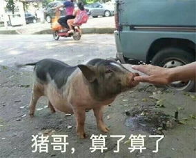  鸡哥算了算了算了算了表情包大全