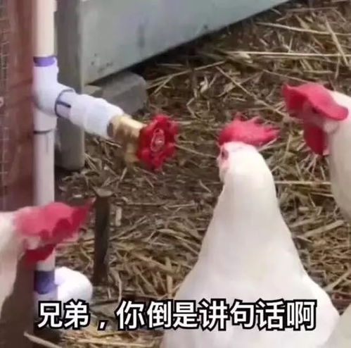  交警设卡查酒驾,唯独这位小哥骑宝马疾驰而过