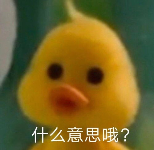  风年看着我干嘛