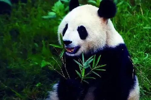 我国最懒的5座城,当地人打牌喝茶很安逸,来了就不想走 我国最懒的5座城,当地人打牌喝茶很安逸,来了就不想走