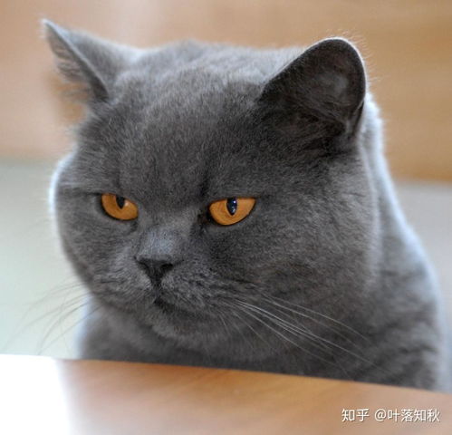  带你领略猫的世界2英国短毛猫