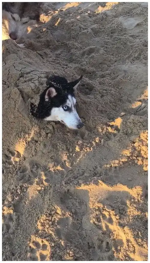 哈士奇被主人埋进沙滩,狗兄狗弟给足它面子一脚接一脚踩踏实了 哈士奇被主人埋进沙滩,狗兄狗弟给足它面子一脚接一脚踩踏实了