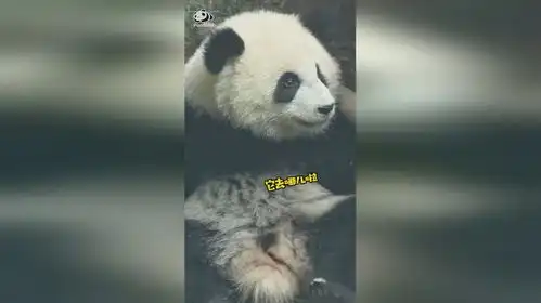 建议大熊猫找东西前先把墨镜摘了大熊猫宝宝正在品尝小石头,一不小心... 建议大熊猫找东西前先把墨镜摘了大熊猫宝宝正在品尝小石头,一不小心...