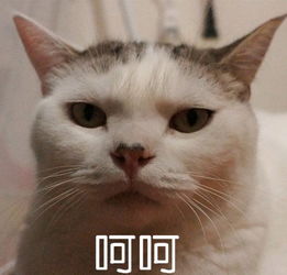  求猫咪表情包qwq像这样的