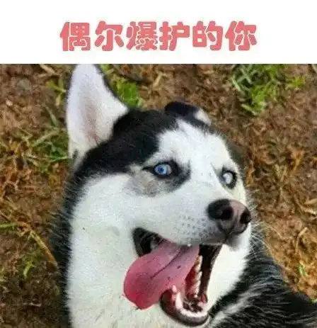 狗狗版钓鱼表情包,值得收藏 狗狗版钓鱼表情包,值得收藏