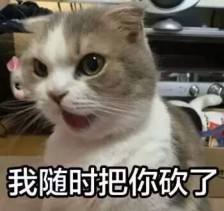 猫咪哭表情包不哭