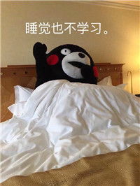  熊本熊表情包带字搞笑我就是不学习