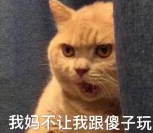  猫咪频繁撞墙,男子一头雾水,带去医院检查后失声痛哭