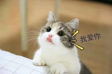 我爱你表情包玫瑰是我偷的,但我爱你是真的