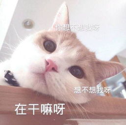  猫咪可爱表情包