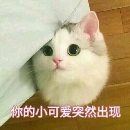  你好,我是新人up猪