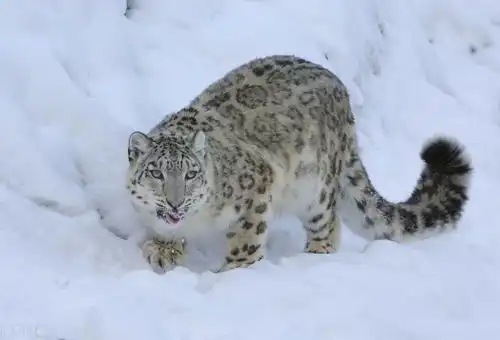 藏北拍到雪豹游泳的画面,聊聊关于雪豹,你不知道的5个有趣事实 藏北拍到雪豹游泳的画面,聊聊关于雪豹,你不知道的5个有趣事实