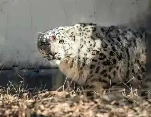 不想开学那只好学的雪豹被我们劝退了 不想开学那只好学的雪豹被我们劝退了
